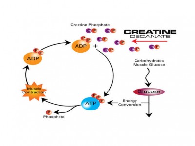 Ce este și cum acționează creatina?