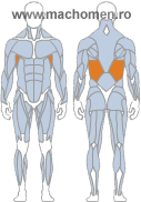 Mușchii dorsali