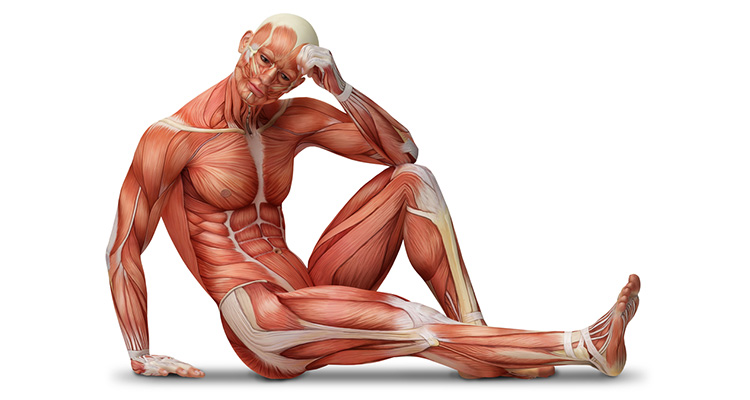 Știința creșterii mușchilor