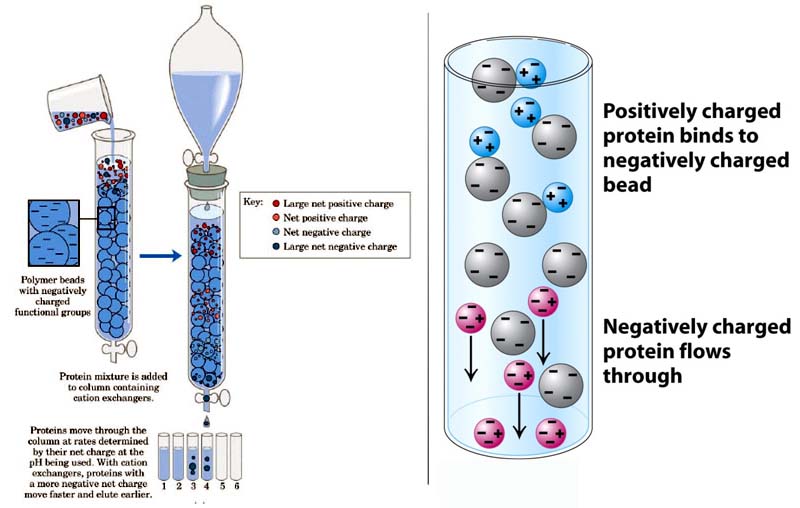 Procedeul Ion Exchange la proteine